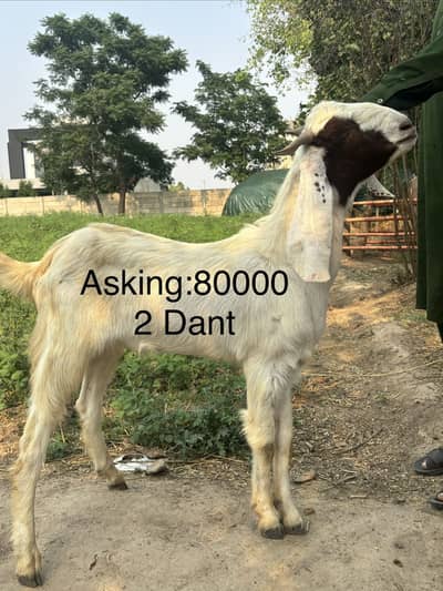 Goat for sale