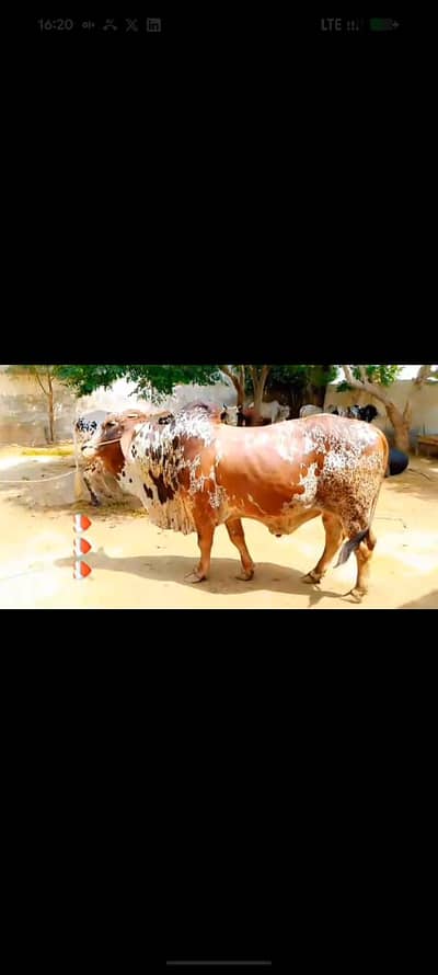 Cow for sale