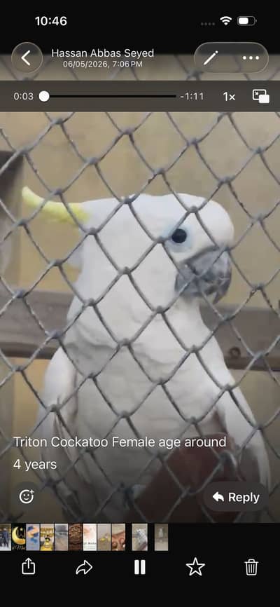 Tower cages Love Birds