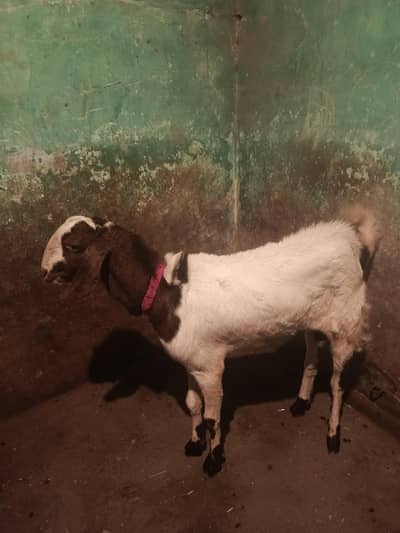 bakra