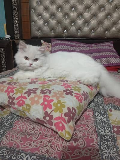 White Persian Cat