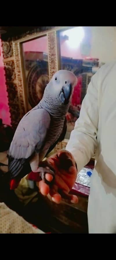 gray parrot, African gray parrot breeder female