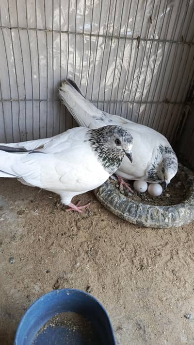 HIGH FLY KABUTAR SIALKOTI PIGEON