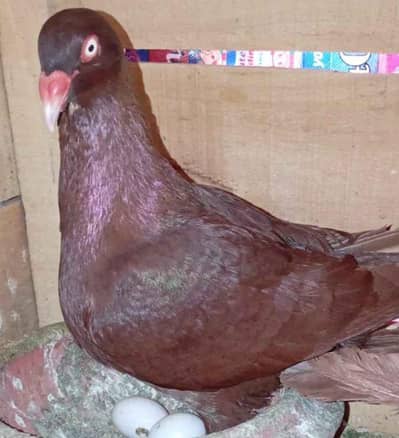Black Danish breeder/Red Danish chicks