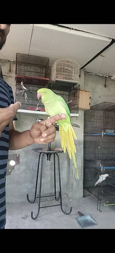 tame & breedr female