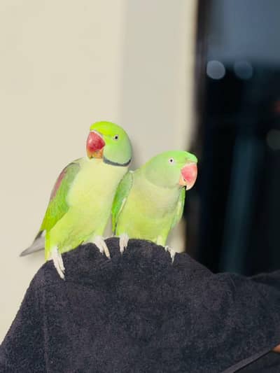 RAW taim pair for sale in lahore