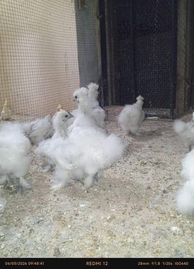 white silki for sale