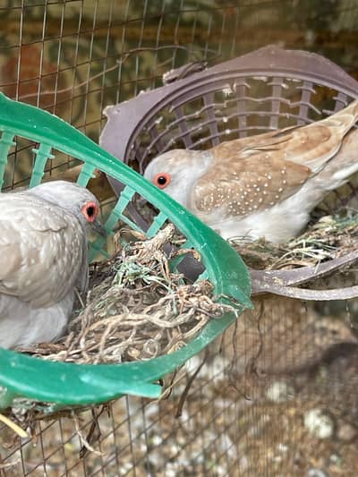 China Doves for Sale