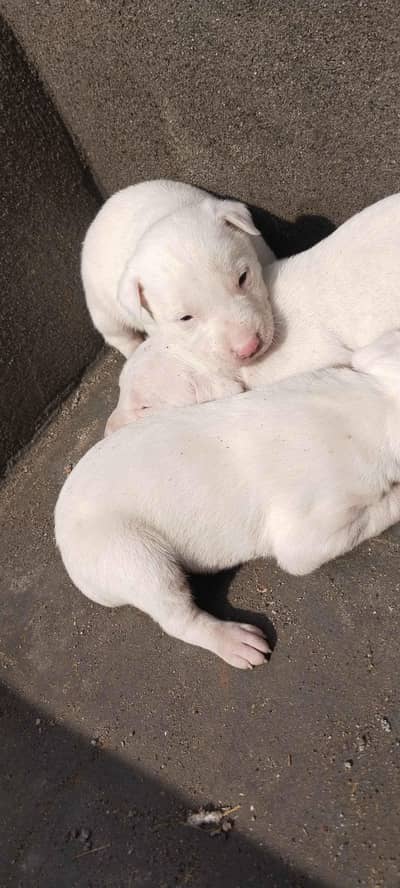 pure Gultair puppy