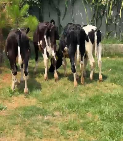 Cows and heifers For Sale