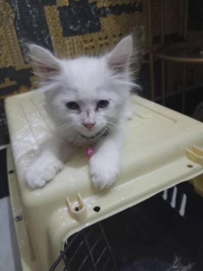 I am sale female cat
