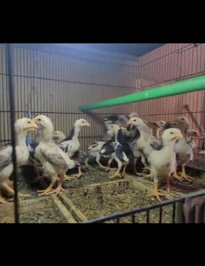 king o shamo chicks