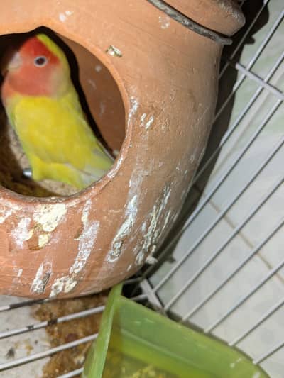 lovebird breeder pair