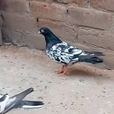 rampuri male for sale pure rampuri