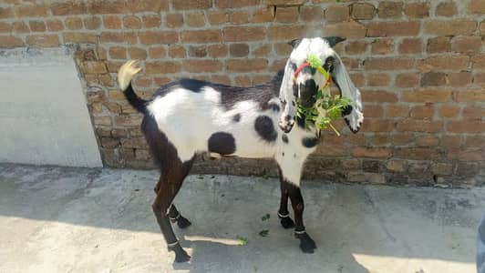 Bakra