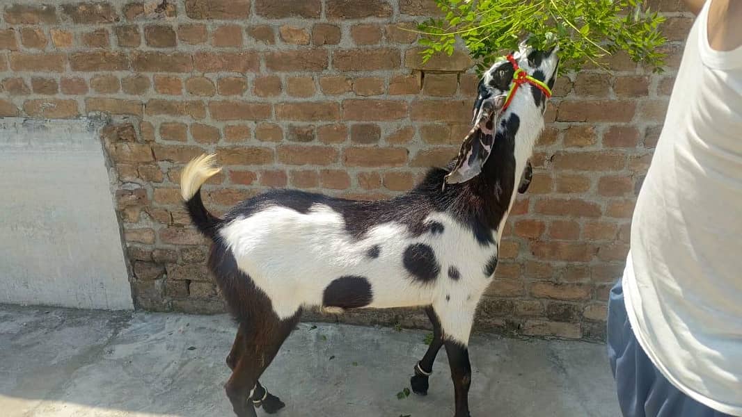 Bakra 1