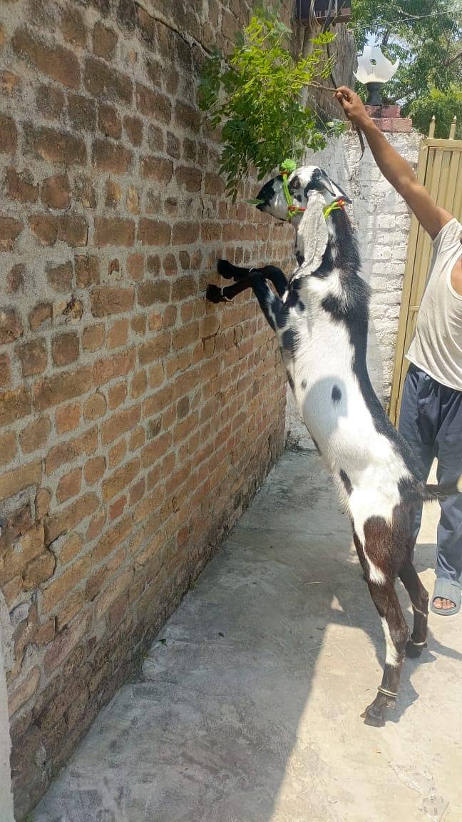 Bakra 2