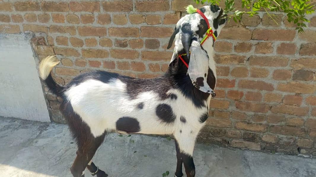 Bakra 3