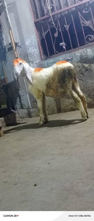 chatra for sale