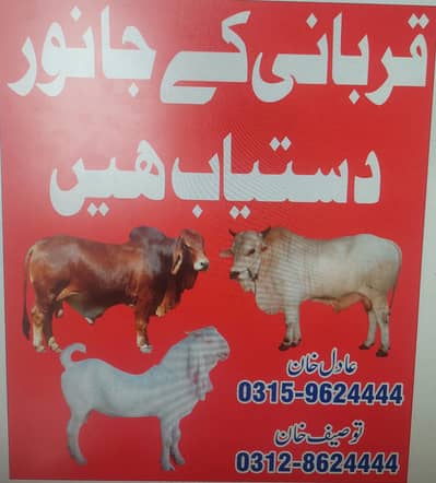 Qurbani k liye Janwar