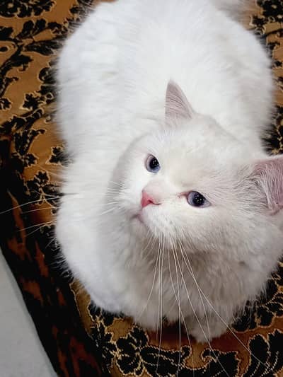 male cat blue eyes healthy triple coated litter trained