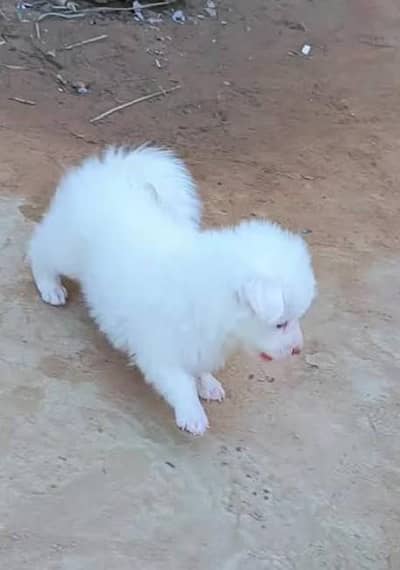 Russian dog for sale my WhatsApp number 03 45 70 84 4 34