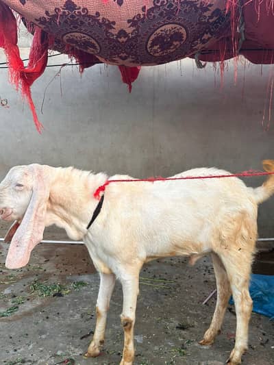 bakra