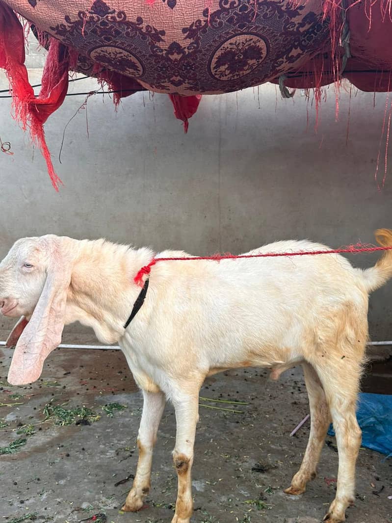 bakra 0