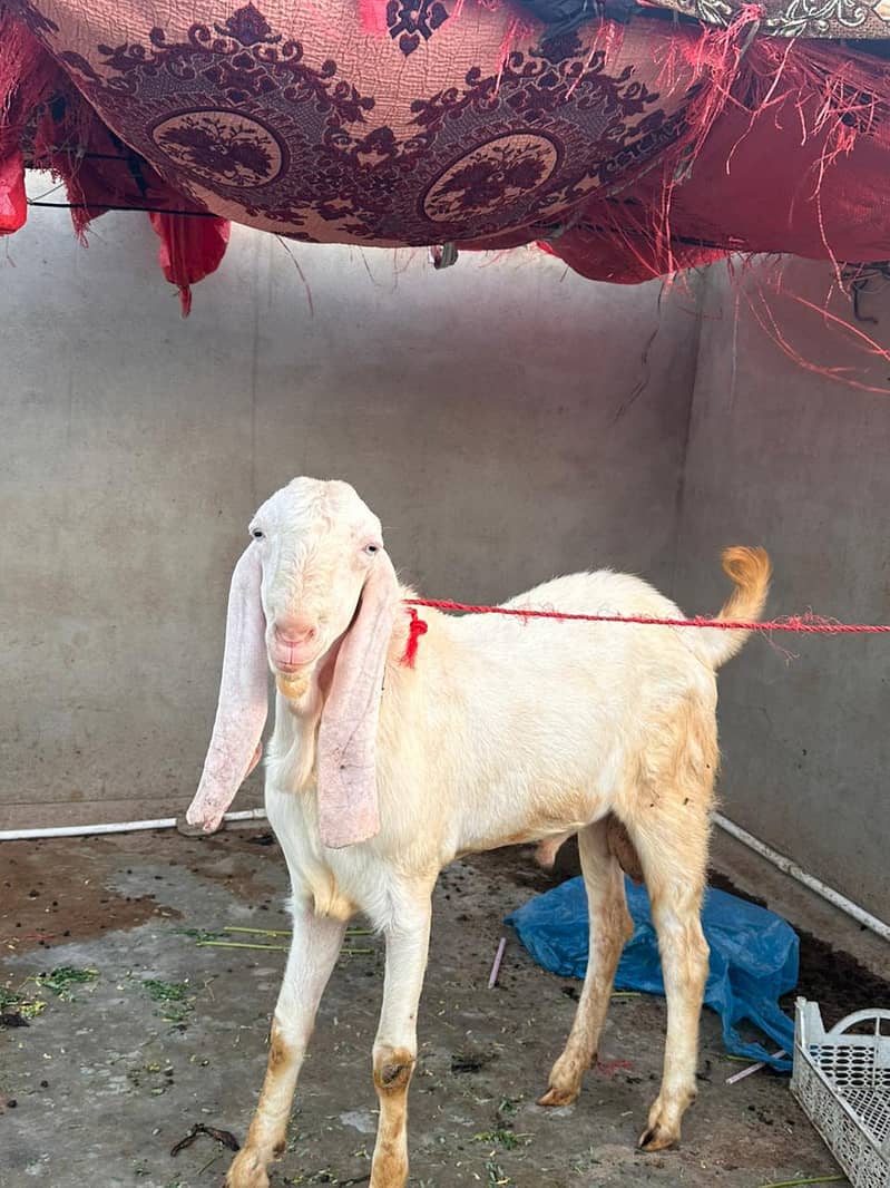 bakra 1