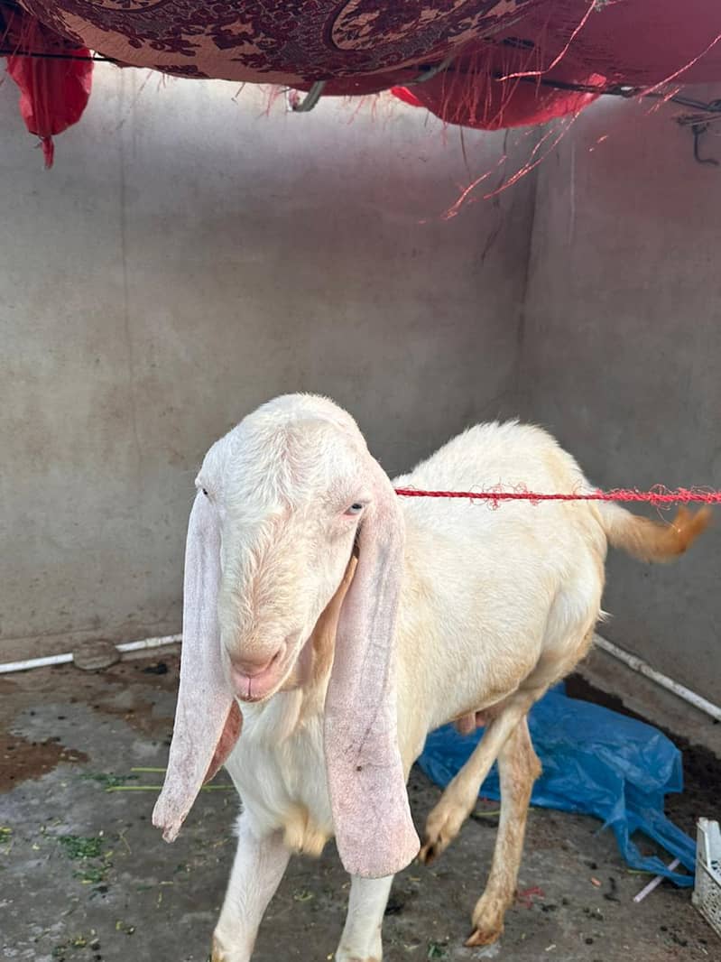 bakra 2