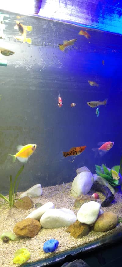 Beautiful Aquarium with fishes shrimps live plants snails