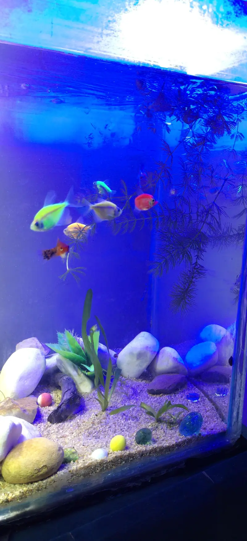 Beautiful Aquarium with fishes shrimps live plants snails — photo 2