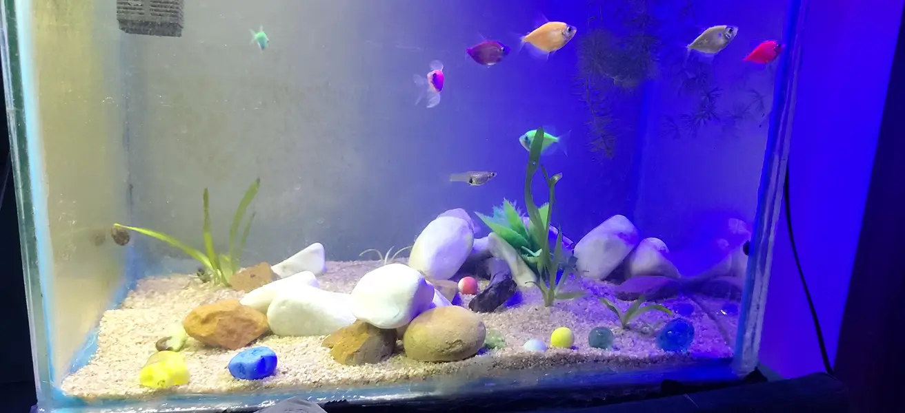 Beautiful Aquarium with fishes shrimps live plants snails — photo 3