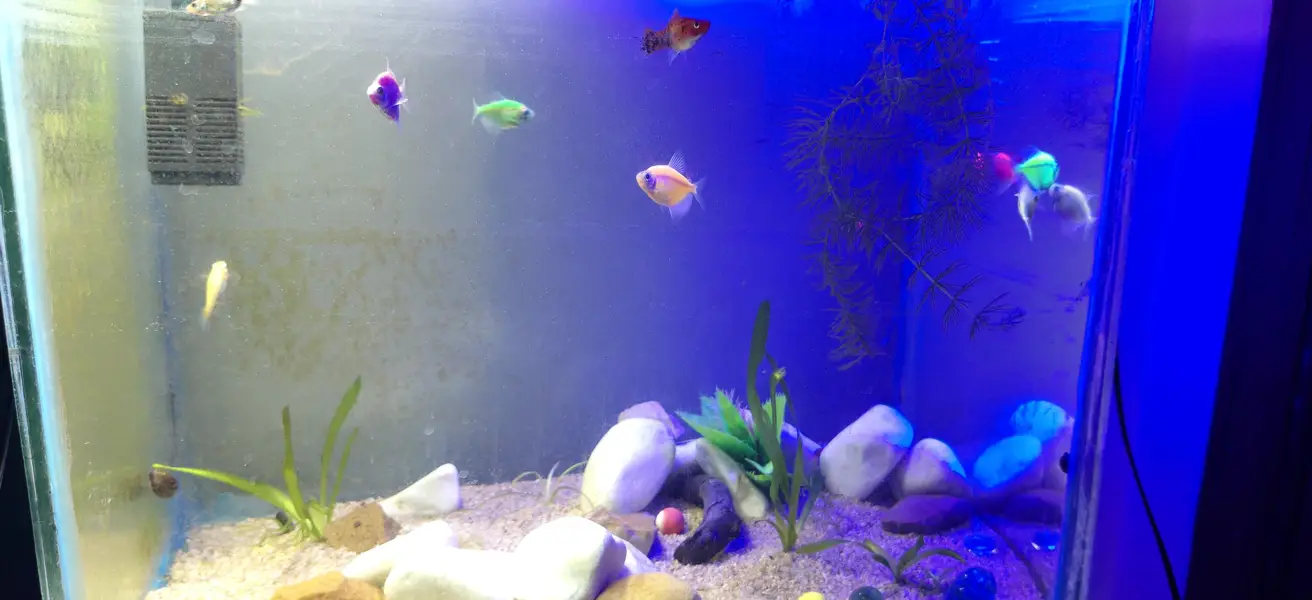 Beautiful Aquarium with fishes shrimps live plants snails — photo 4
