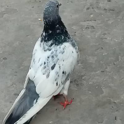 ferozpuri nar foq sale