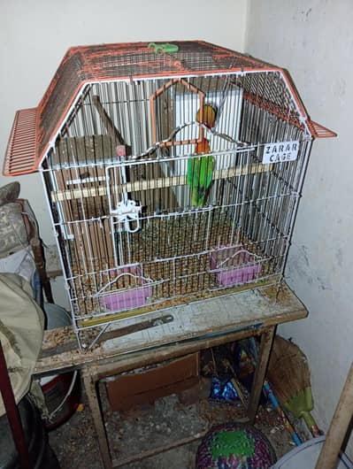 Love birds for sale with cage