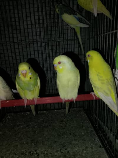 Budgies Bajri Breeder Bonded pair pathay 12 portion cage pinjra