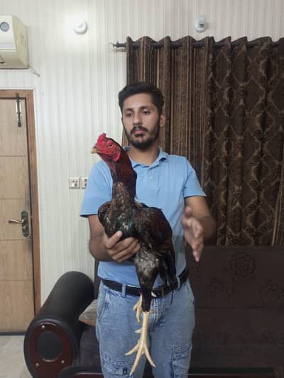 Dewan sahaib walay