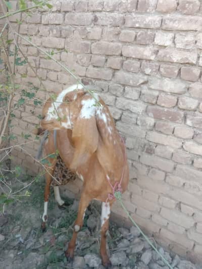 Bakri for sale