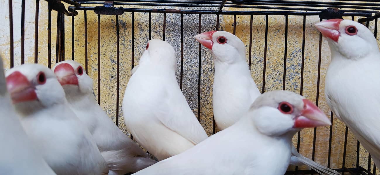 red eyes java (breeder pairs) 5