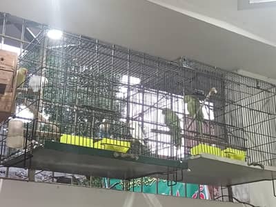 loveborids 2 pair ur 1/5  =2 feet cage + green parrot pair