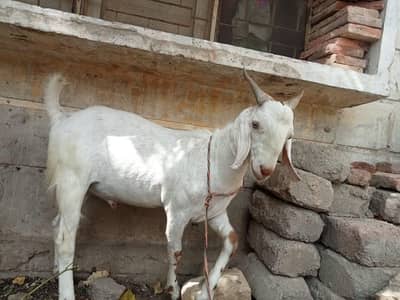 Bakra for sell