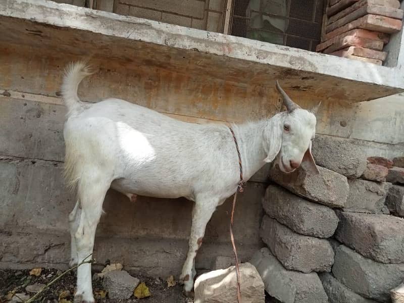 Bakra for sell 1
