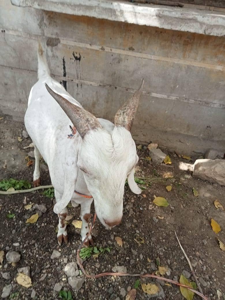 Bakra for sell 2