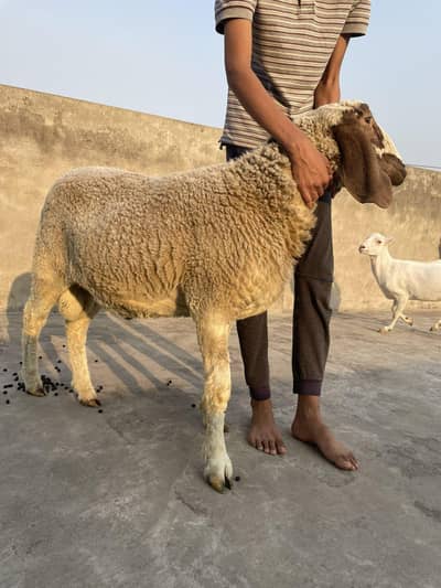 Desi Chatra