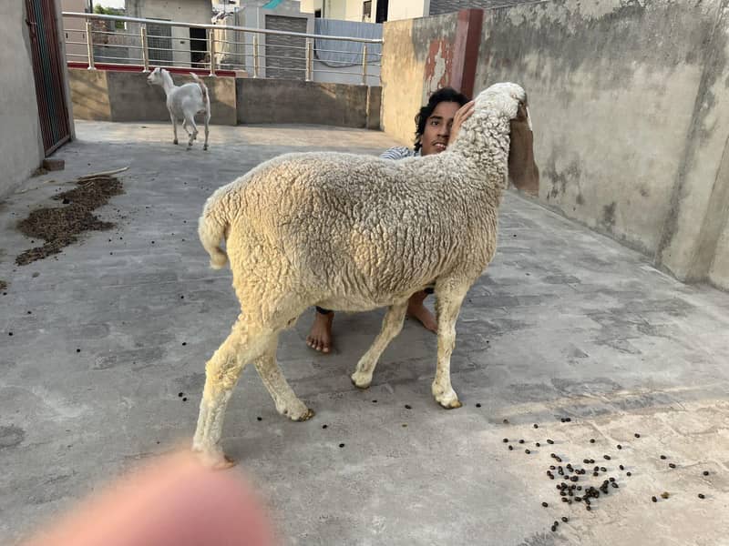 Desi Chatra 1