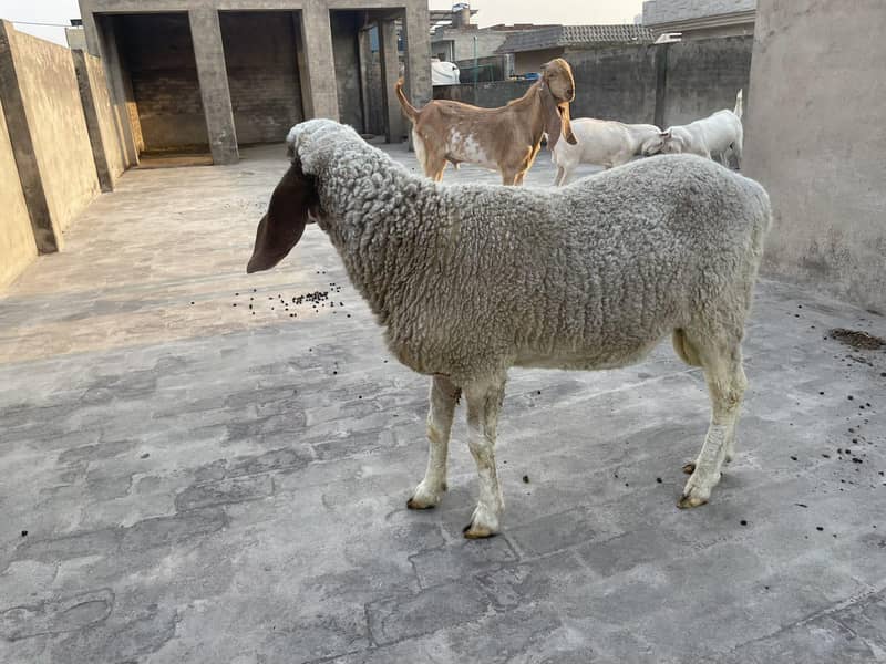 Desi Chatra 3