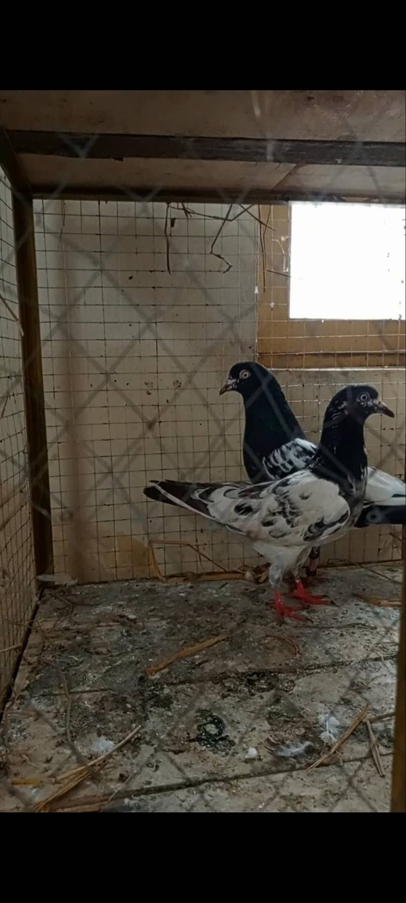 kabootar 8