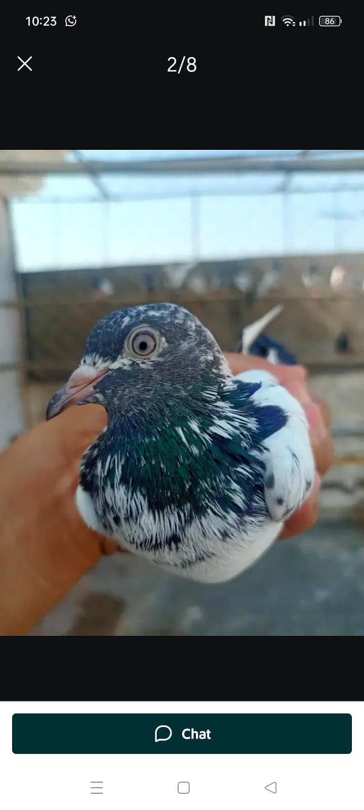 kabootar 9