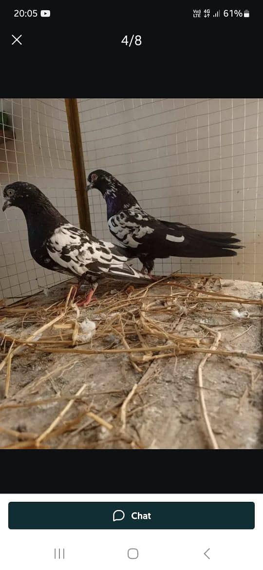 kabootar 11